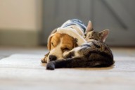 Free pet vaccine clinic to be held at South L.A. Animal Services Center