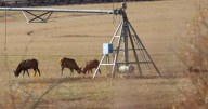 Part 1: Private lands are an important part of Idaho’s big game habitat