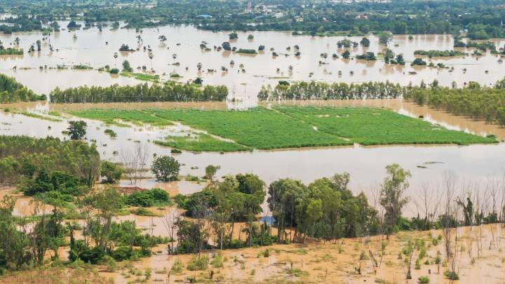 Punjab Floods Have Altered Farmland Soils, Raising Concerns for Rabi Crops: PAU