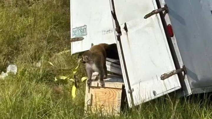 Mono de laboratorio con posible virus de Covid 19 escapa tras accidente de camión en EE. UU.; esto es lo que se sabe