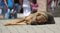 Maltrato Animal: Jóvenes alcoholizan a una perrita callejera
