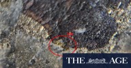 Visible gold prompts quick follow-up drilling for Zenith in QLD