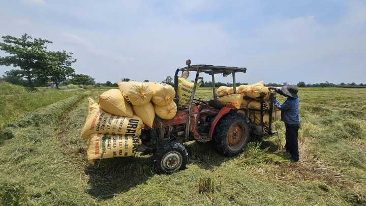 Ahead of Bihar polls, Centre announces MSP hikes for 6 rabi crops