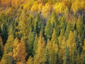 On the Road: Where the tamaracks glow
