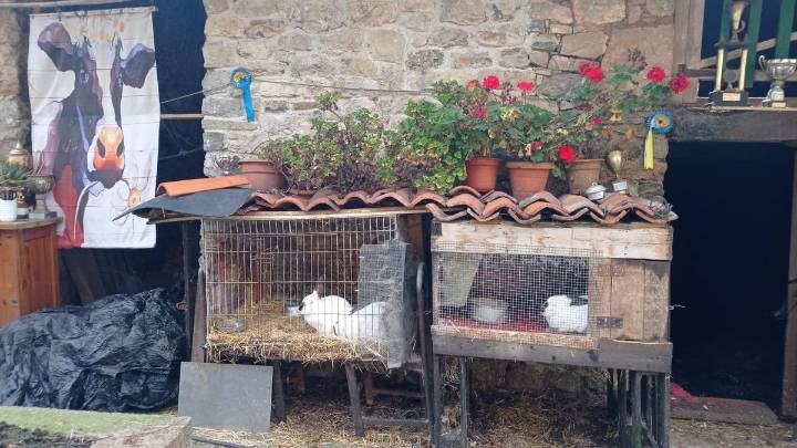 Cuadras vacías y silencio en la casa del ganadero asesinado en Ribadesella: la vida de los animales estaba "comprometida"