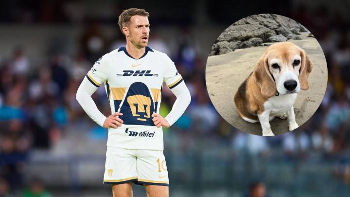 Aaron Ramsey ofrece recompensa por su perro perdido en San Miguel de Allende
