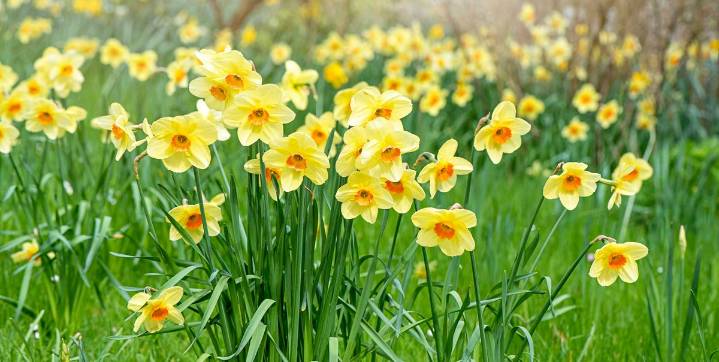 The Best Time to Plant Daffodil Bulbs for Perfect Spring Blooms