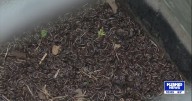 Sedgwick residents battle massive millipede invasion