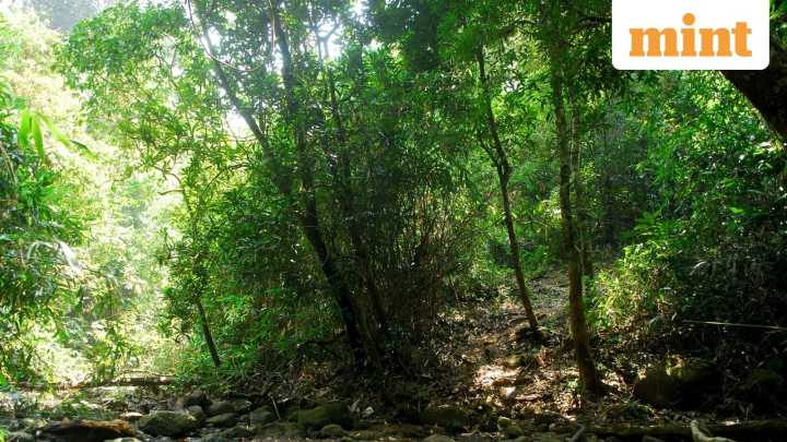China man wins $14,000 for spending 70 days in wild: Here's how he survived