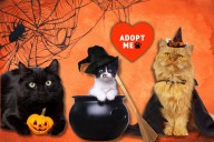 Adopt Your Purrfect Halloween Kitty Companion