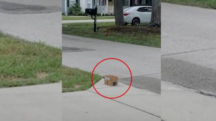 California Rescuers Make An Emotional And Heartbreaking Find In A Box Abandoned On The Curb