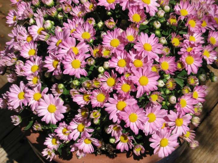 Plant Doctor: Get the most blooms out of your chrysanthemums