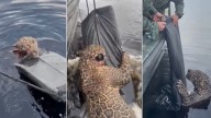 Rescatan jaguar herido que nadaba exhausto en río del Amazonas; este es su estado de salud