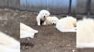Tennessee Pup Leaves Her Babies At A Neighbor’s Door, And The Reason Why Will Break Your Heart