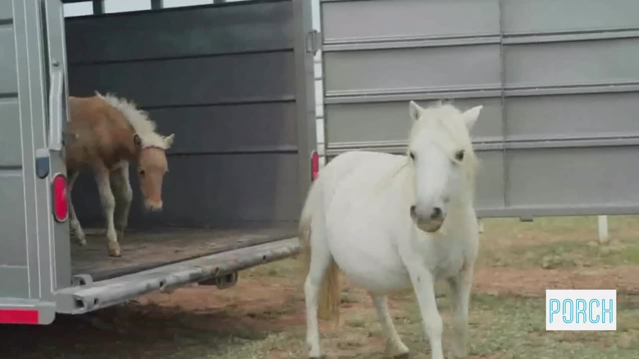 Nexus Equine: How an Oklahoma nonprofit saved 26 miniature horses