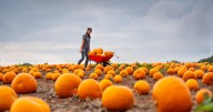 Patch filled with 40,000 pumpkins ready for Halloween
