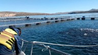 Por primera vez, Argentina logró la apertura de 4 mercados para exportar ovas de trucha arcoíris