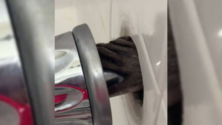 Florida Woman Hears Noise In The Bathroom And Is Shocked To See A Furry Hand Reaching Out Through The Wall