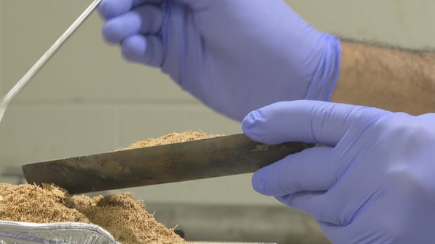 P.E.I. researchers turn sawdust into a solution for dirty water