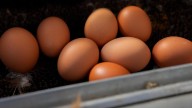 US expands brown egg recall over salmonella fears