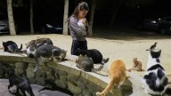 An estimated 1 million cats prowl the streets of Cyprus as officials scramble to check their numbers