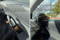 Dachshund Discovers Button to Control Car Window, Then Chaos Ensues