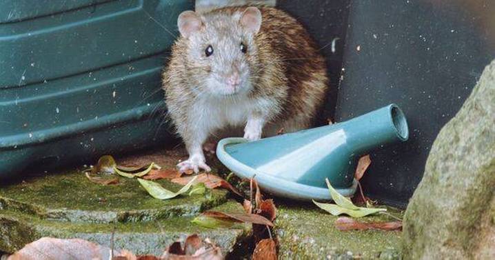 Rats and mice won't enter your garden if you place one plant outdoors