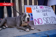Exigen justicia por ocho perros maltratados; juez no vinculó a proceso al acusado