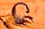 ¡Inicia temporada de reproducción! Alertan sobre presencia de escorpiones en zonas rurales