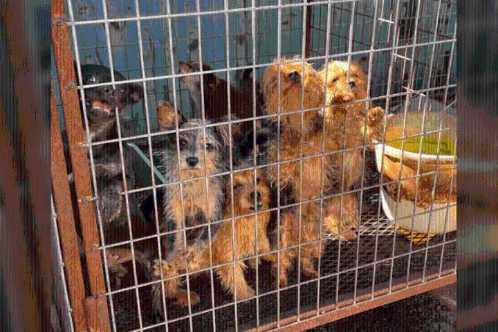 SPCA of Texas seizes 16 neglected dogs from Van Zandt County property