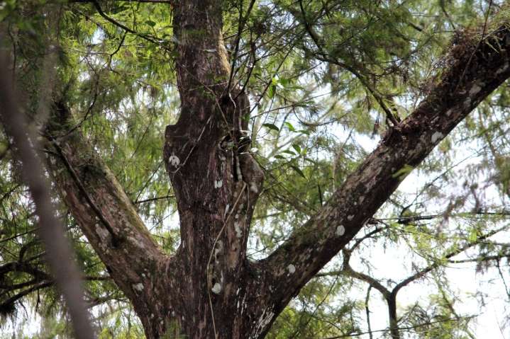 Poachers brave Florida swamps for imperiled ghost orchid