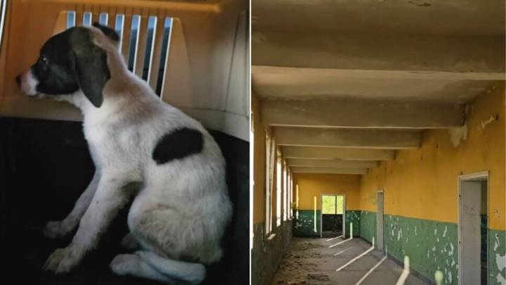 Texas Rescuer Searches Abandoned Building For Puppies And Finds Only One Left To Save