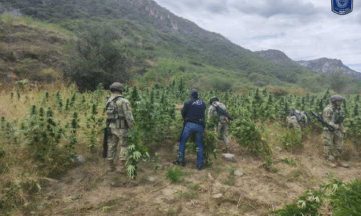 Ejército y AEI destruyen tres plantíos de mariguana en Ocampo, Chihuahua