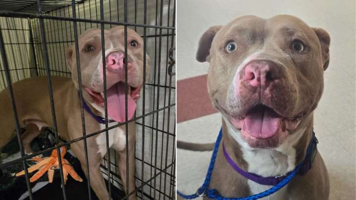 Dog Returned To Ohio Shelter One Day After Adoption Leaves Rescuers Searching For Answers