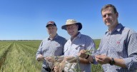 Westpac's regional revival boosts agribusiness lending