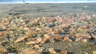 Sea cucumbers by the thousands are washing ashore on Seaside, Oregon, beach coastline