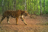 Similipal Tiger Reserve reopens for tourists in Odisha