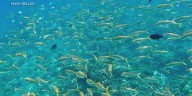 State land board hears testimony on aquarium fishing proposal