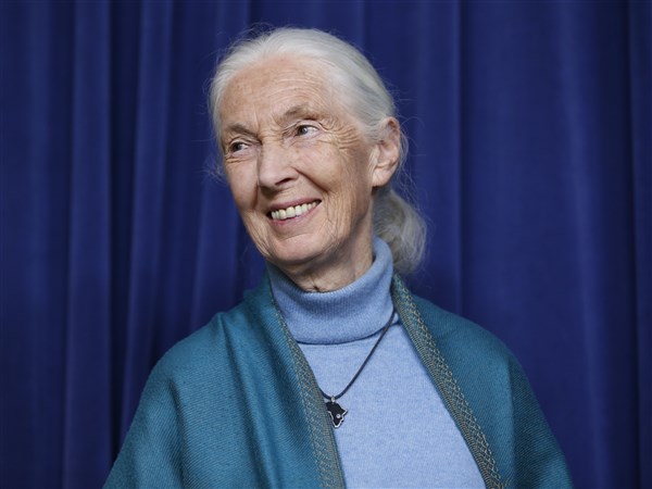 Conservationist Jane Goodall, whose work revolutionized the study of primates, has died