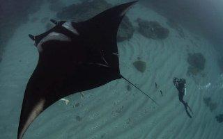 ¿Dónde nacen las mantas oceánicas? La respuesta se busca en el Archipiélago de Revillagigedo