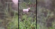 Adopted family of Florida dog abandoned during Hurricane Milton reacts to "Trooper's Law"
