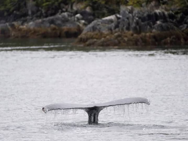 Humpback hit by whale-watching boat near Vancouver, passengers injured