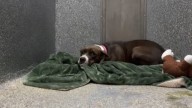 California Dog Rescued With 3 Puppies Remains At Shelter After 220+ Days With No Interest