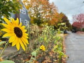 Portland cools off 15 degrees Wednesday with partly cloudy skies