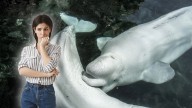 Un parque acuático amenaza con sacrificar a 30 belugas si no recibe ayuda del gobierno de Canadá