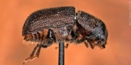 Senators reintroduce legislation to address pine beetle infestations