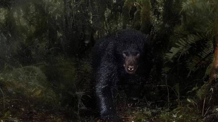 Santiago J. Monroy, el fotógrafo colombiano premiado en Londres por una imagen del oso andino