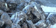 Oyster season opens strong after years of recovery from 2019 Bonnet Carré Spillway opening