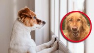 ¿Por qué los perros lloran cuando los dejan solos?; esta es la solución