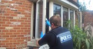 XL Bully dog mauls man's face in horrifying Nottinghamshire attack